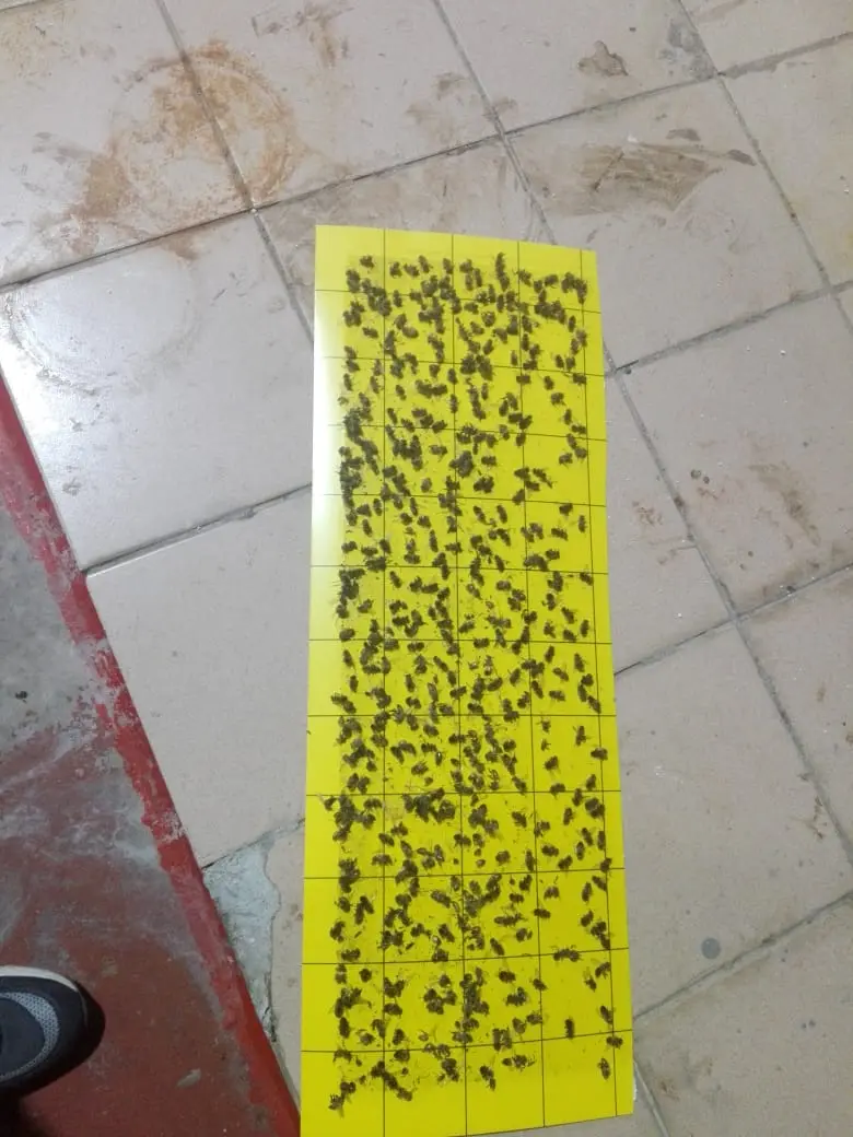 Insectos Atrapados